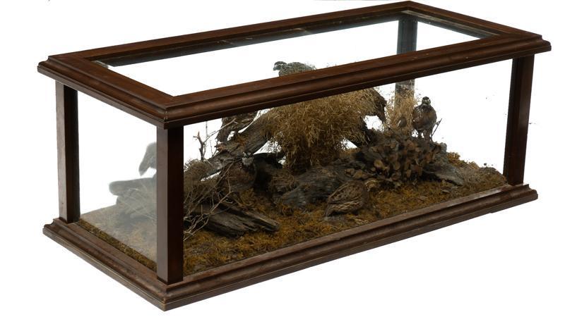Quail Taxidermy Display Case (1 of 5)