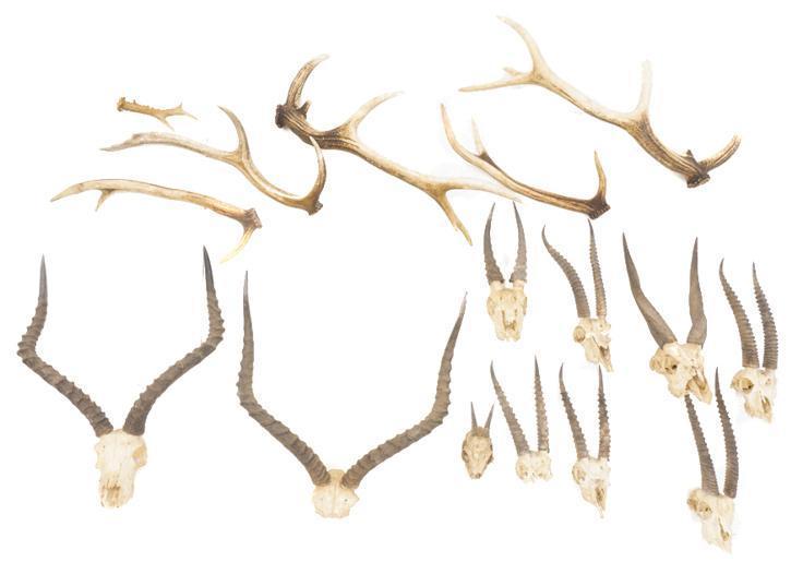 Lot of 16 Taxidermy Horn Mounts: Lot of 16 taxidermy horn mounts, includes loose horns, impala, gazelle, suni, waterbuck, springbok, etc 22"h x 20"w x 8"d/ largest