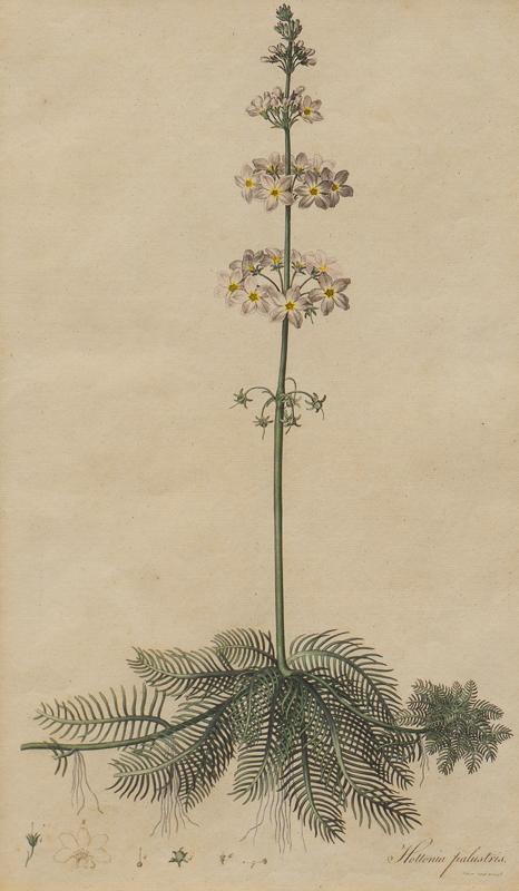 Floral Illustration, "Hottonia Halustris" (1 of 4)