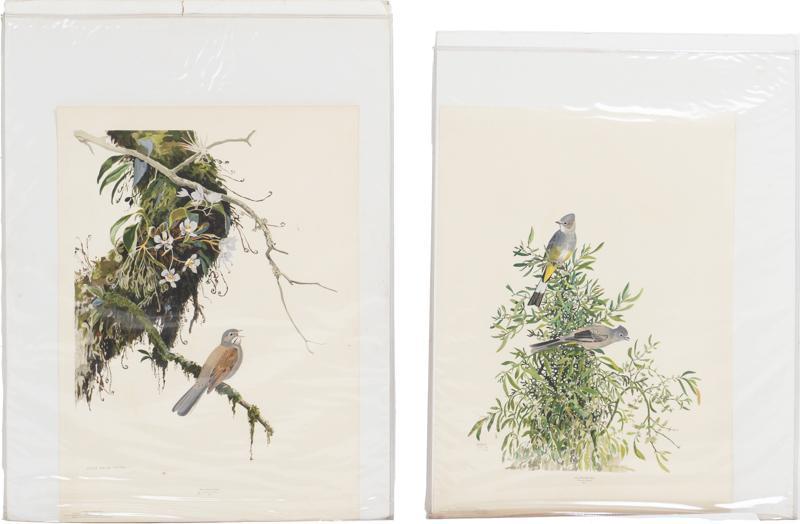 Nature Illustrations, Birds, 4 Prints (1 of 3)
