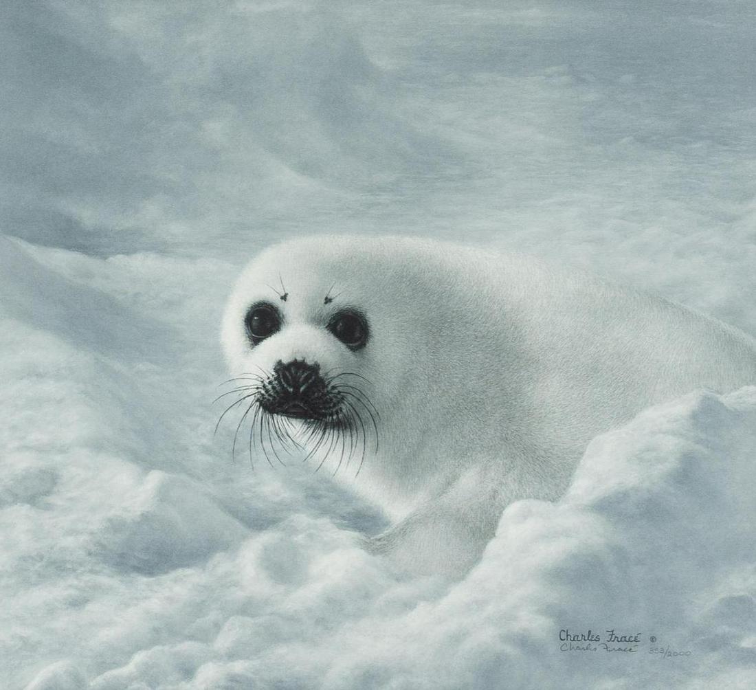 Charles Frace, Arctic Seal (1 of 4)
