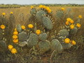 Helen Hunter (1920-2003), Cactus w/ Yellow Blooms, 1970