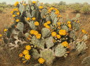 Helen Hunter (1920-2003), Yellow Blooming Cactus, 1973,