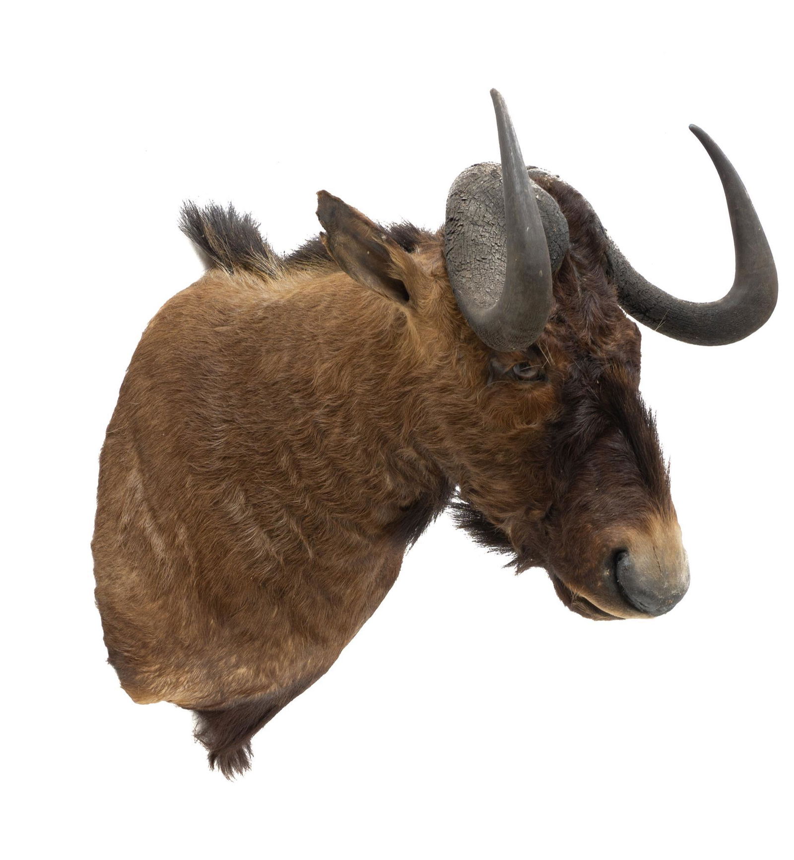 Vintage Hybrid Wildebeest Taxidermy Mount (1 of 4)