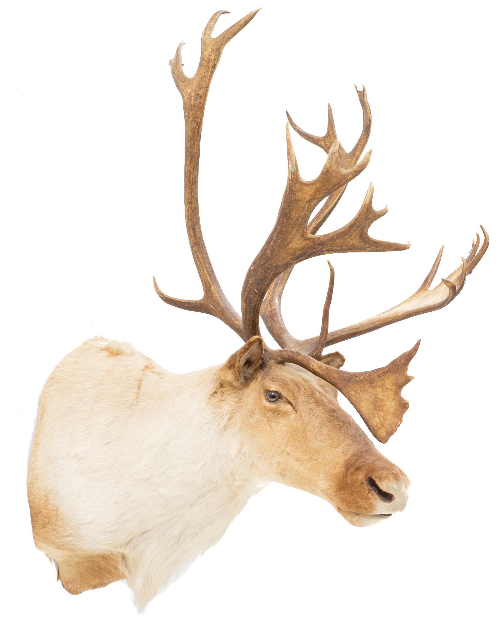 Vintage Caribou Taxidermy Mount (1 of 4)