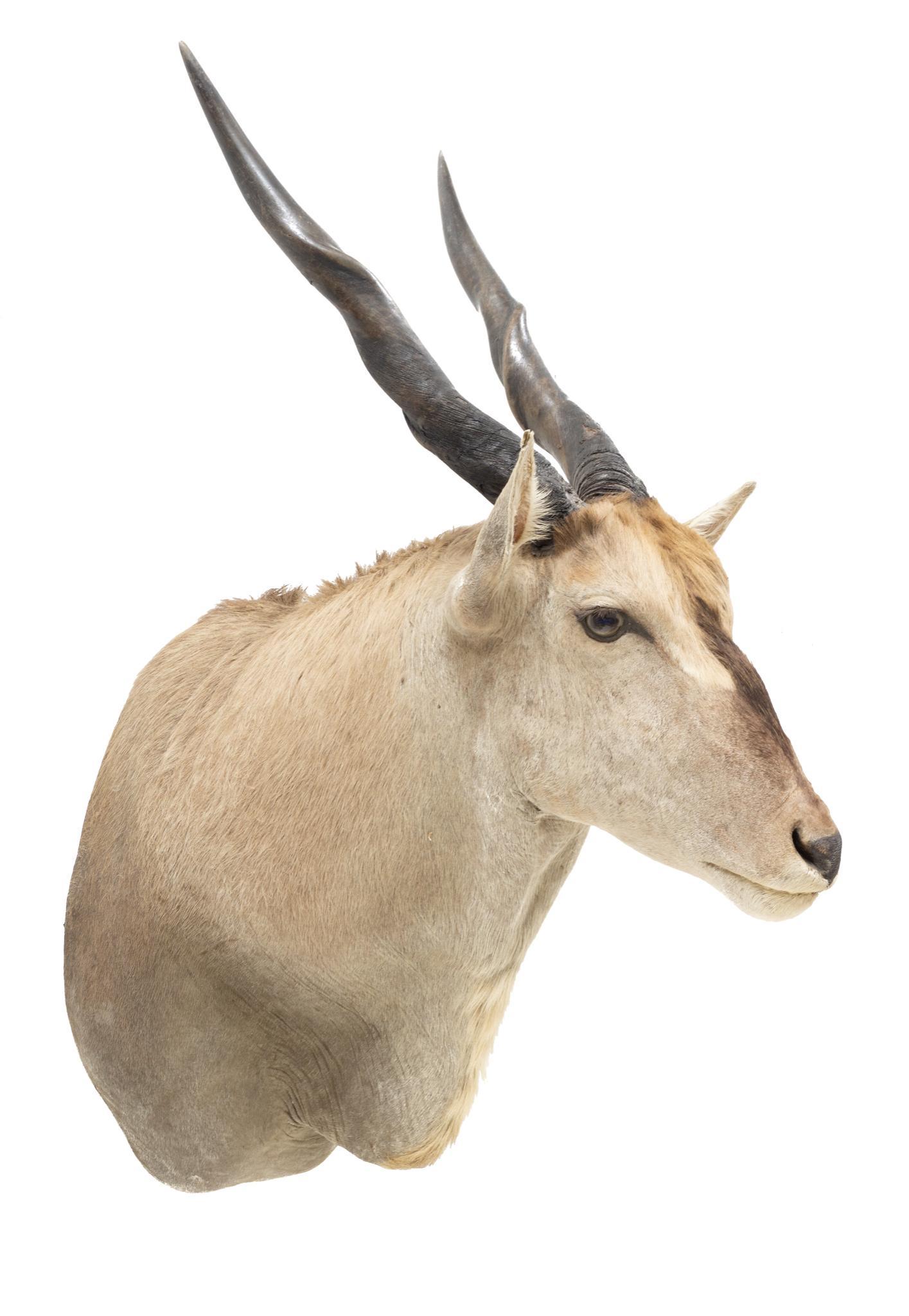 Vintage African Eland Taxidermy Mount (1 of 4)