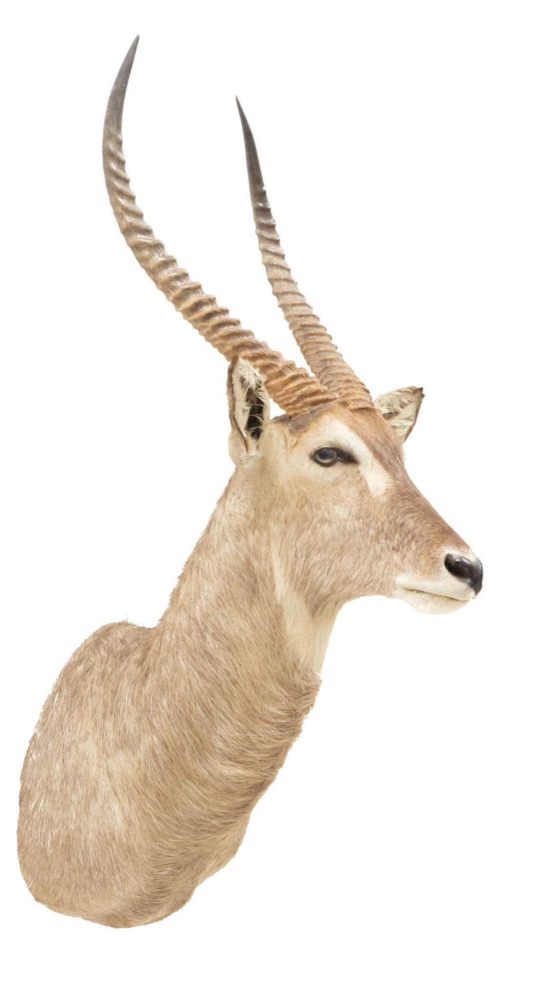 Vintage Waterbuck Taxidermy Mount (1 of 4)