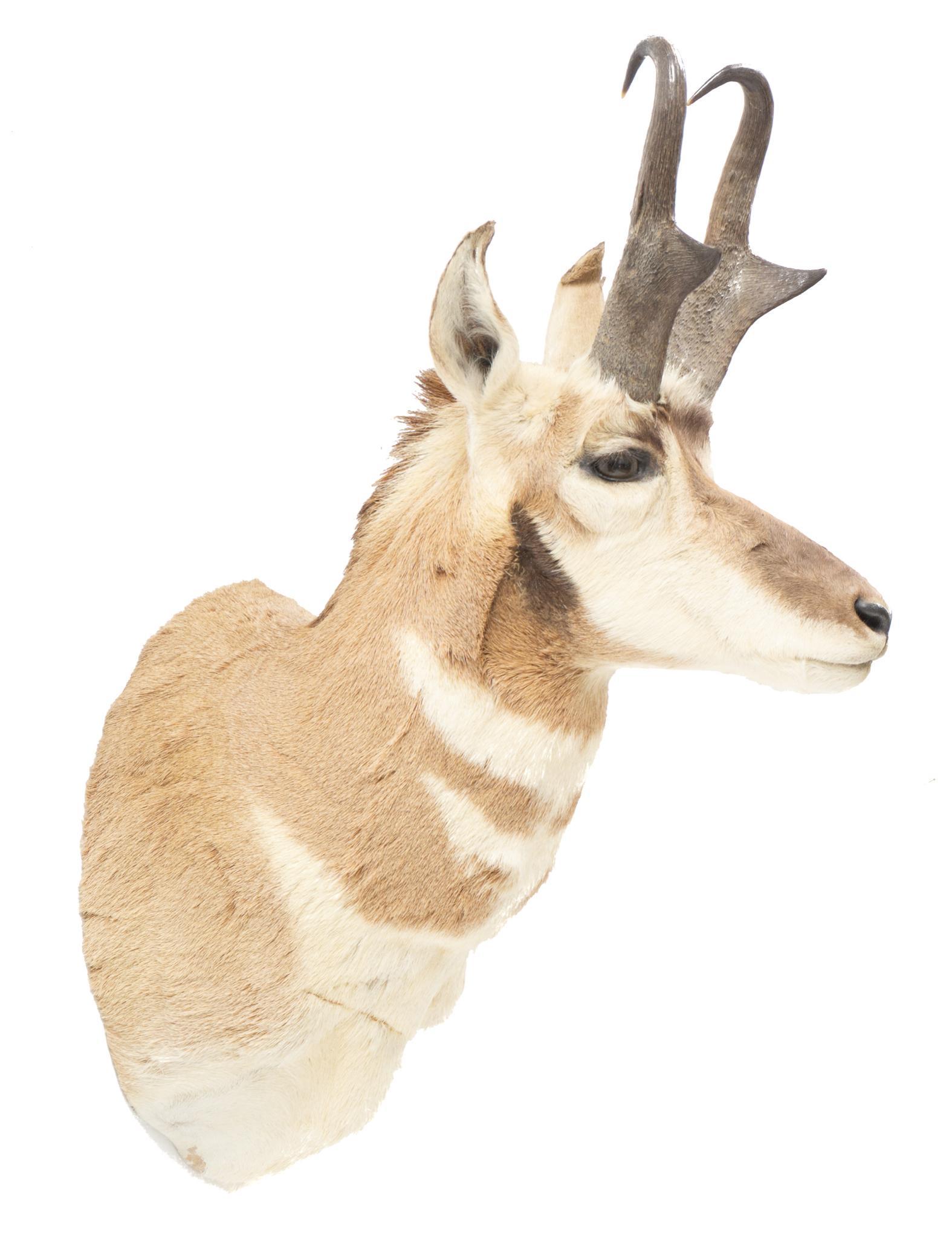 Vintage Prong Horn Deer Taxidermy Mount (1 of 4)