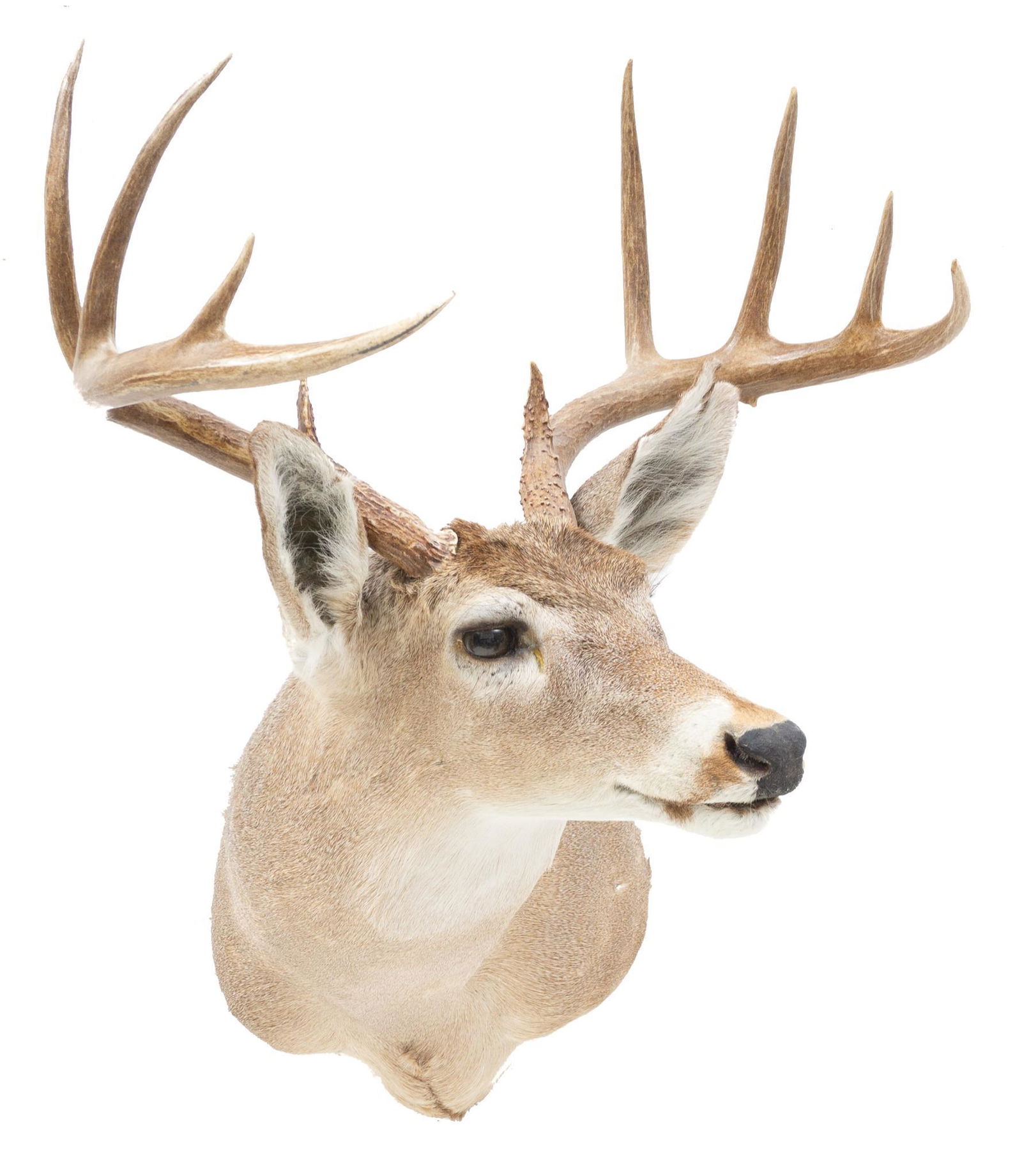 Vintage Taxidermy White Tail Deer Mount (1 of 4)