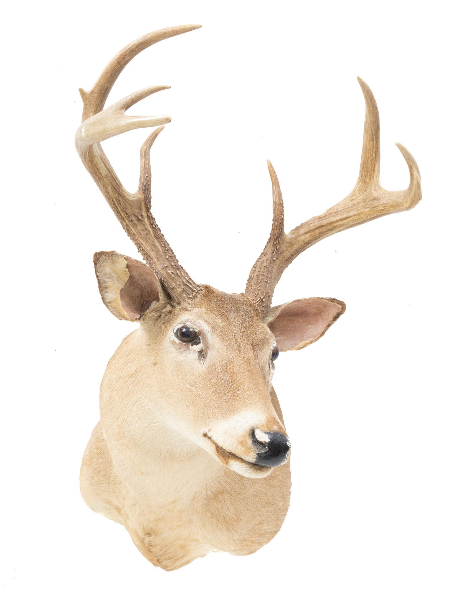 Vintage Taxidermy White Tail Deer Mount (1 of 4)