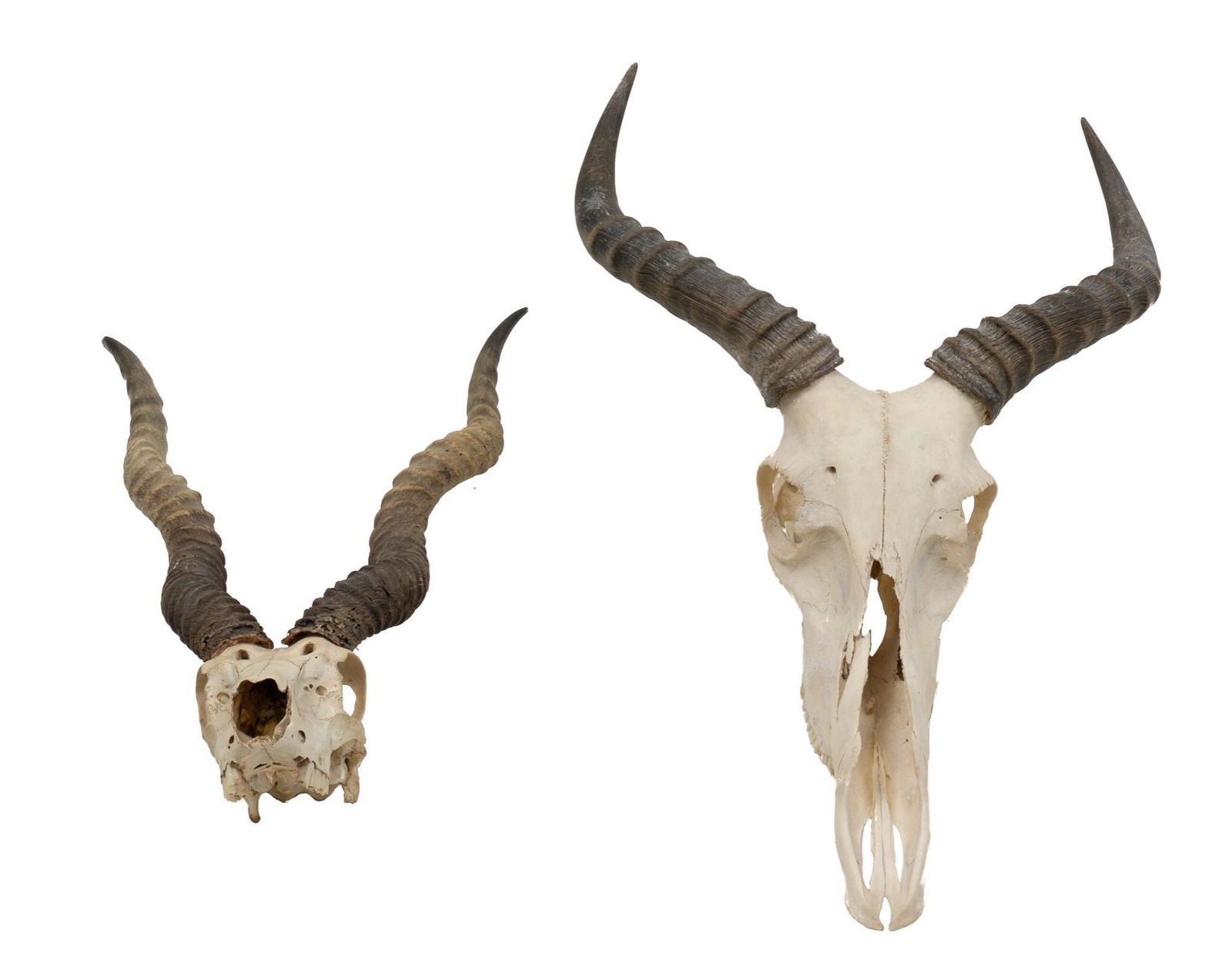 Pair of Horn Taxidermy Mounts, Antelope & Hartebeest (1 of 4)