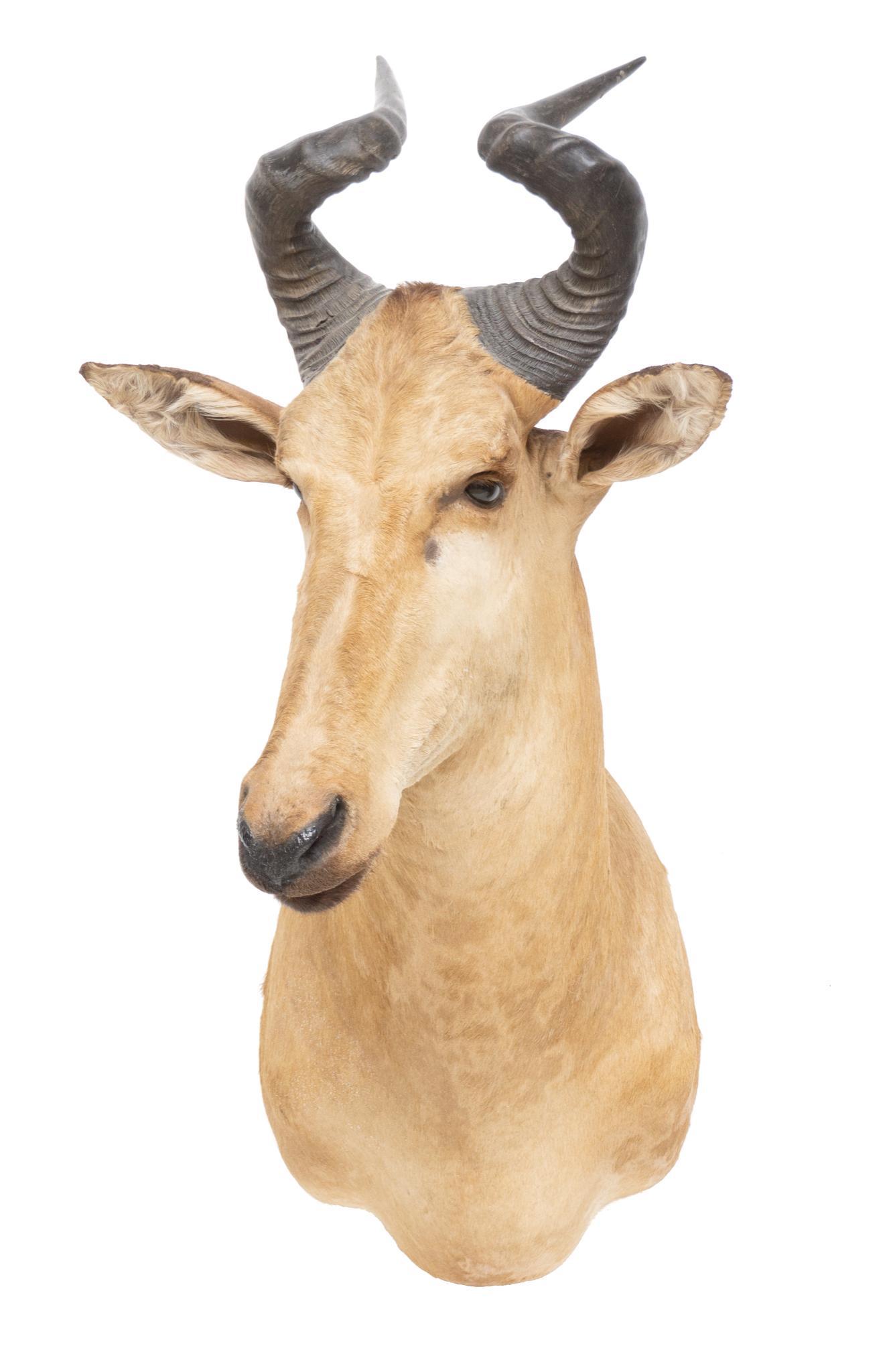 Hartebeest Shoulder Taxidermy Wall Mount (1 of 3)