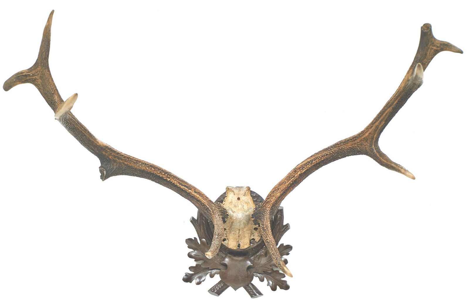 Black Forest Elk Taxidermy Horn Wall Display (1 of 3)