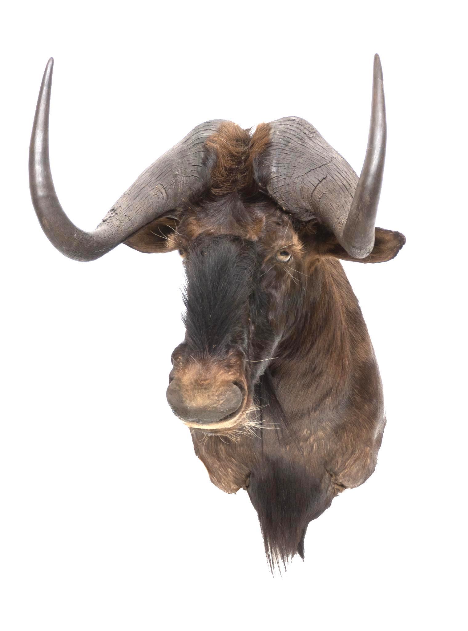 African Black Wildebeest Taxidermy Mount (1 of 3)