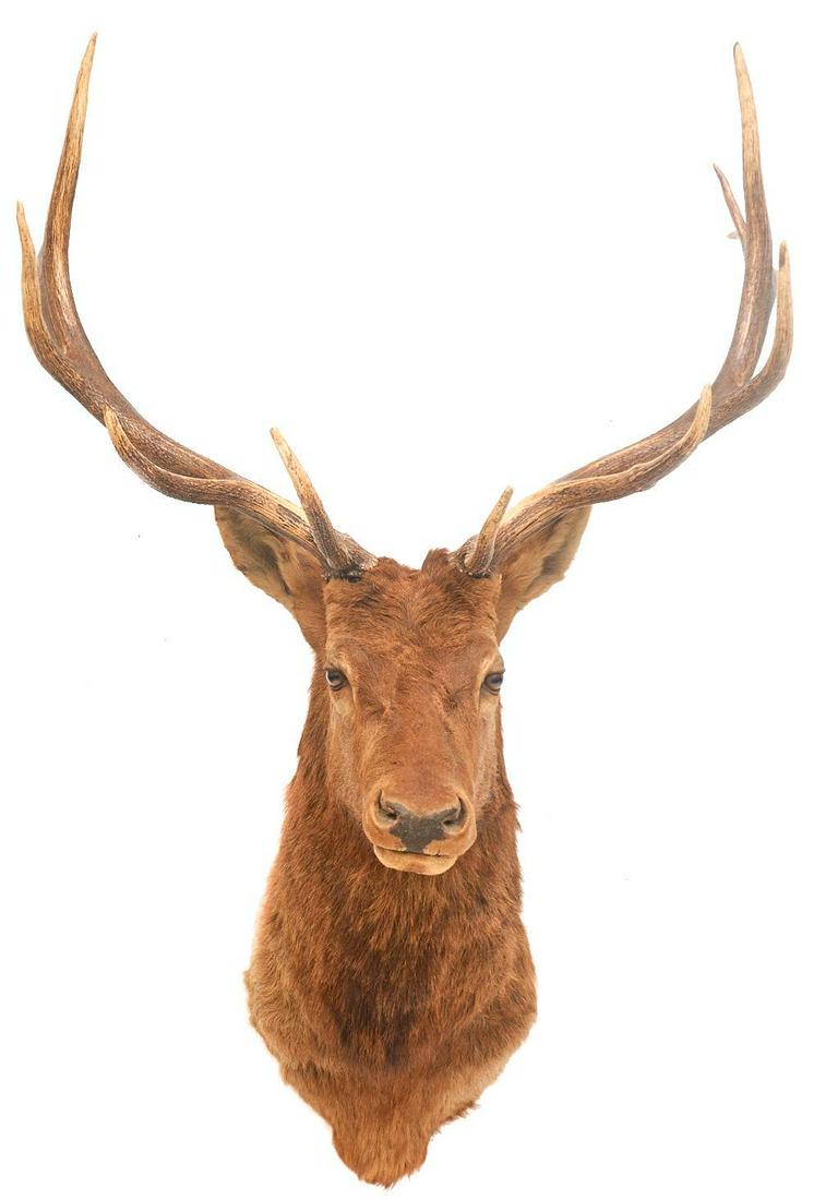 Elk Shoulder Taxidermy Wall Mount (1 of 3)