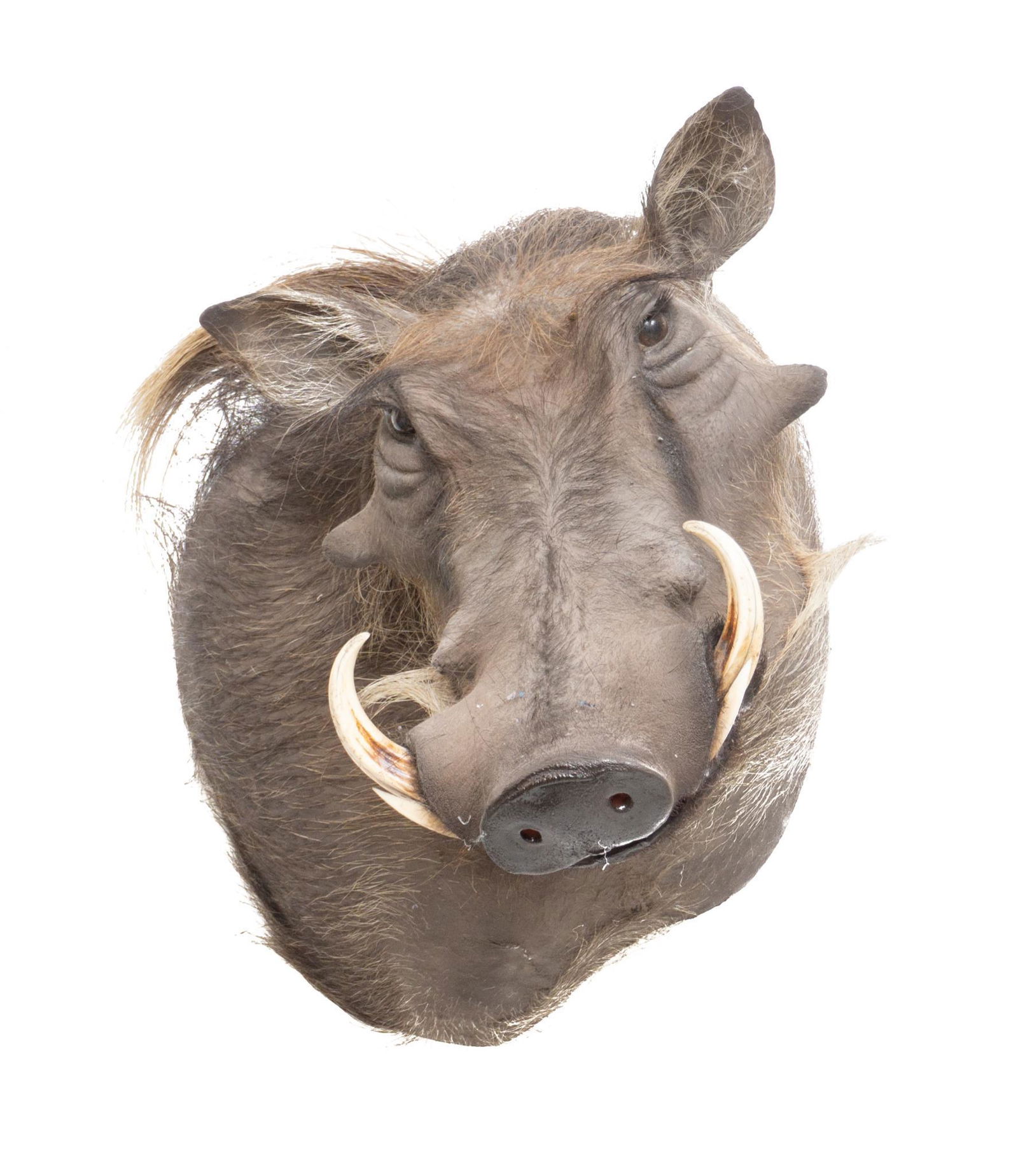 South African Warthog Shoulder Taxidermy Wall Mount (1 of 3)