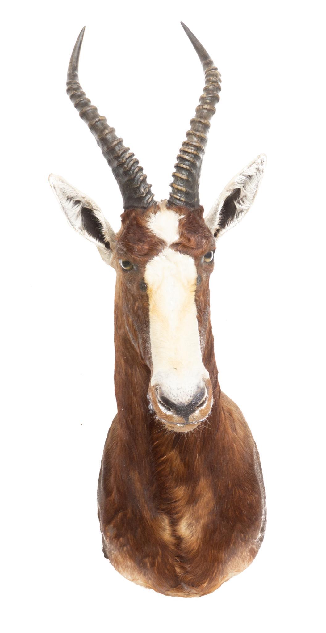 South African Blesbok Shoulder Taxidermy Wall Mount (1 of 3)