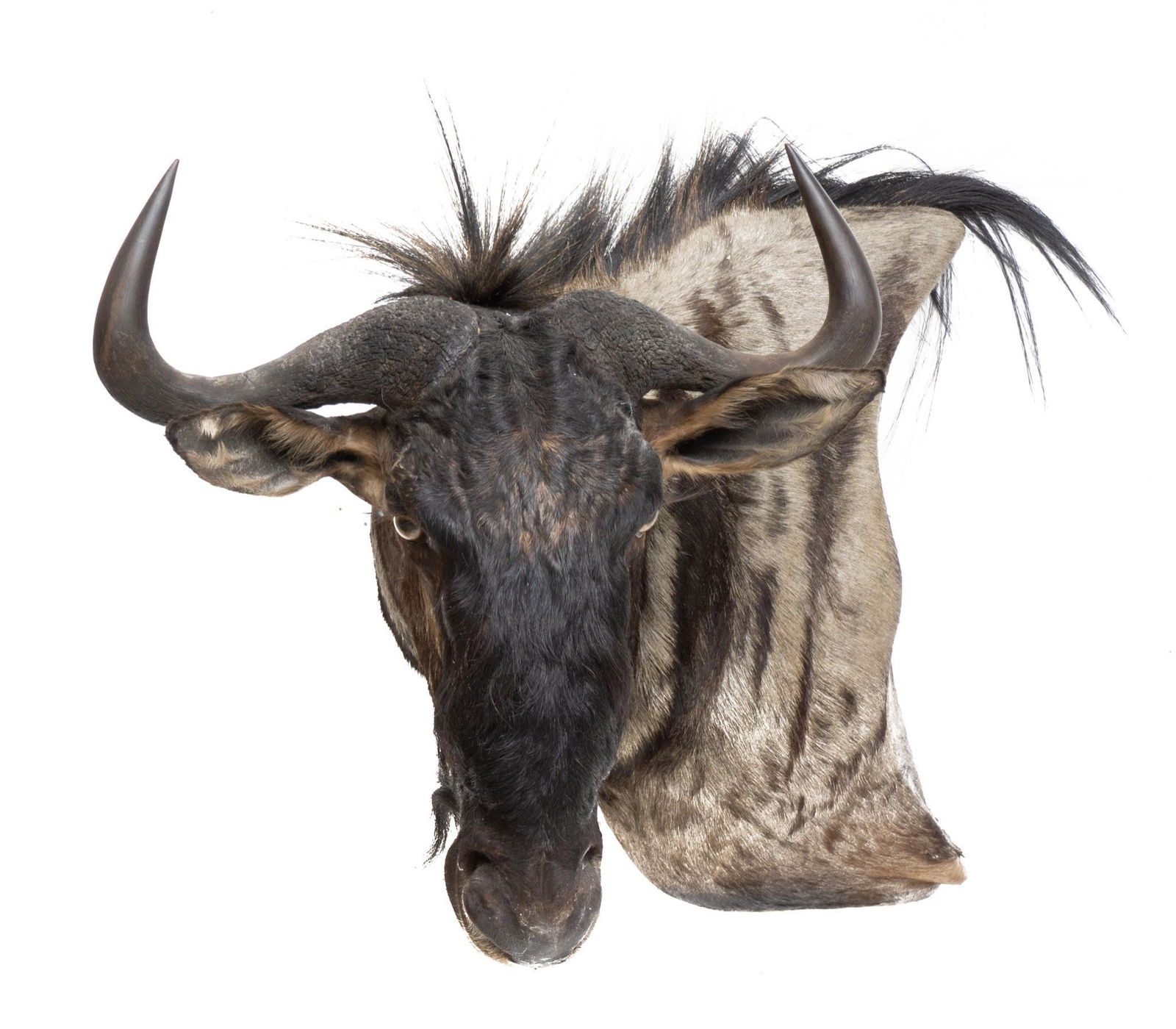 South African Blue Wildebeest Taxidermy Mount (1 of 3)