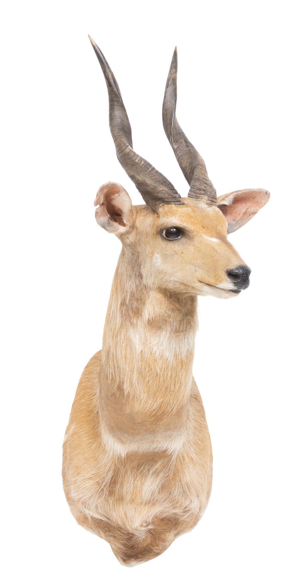 African Bushbuck Shoulder Taxidermy Wall Mount (1 of 3)