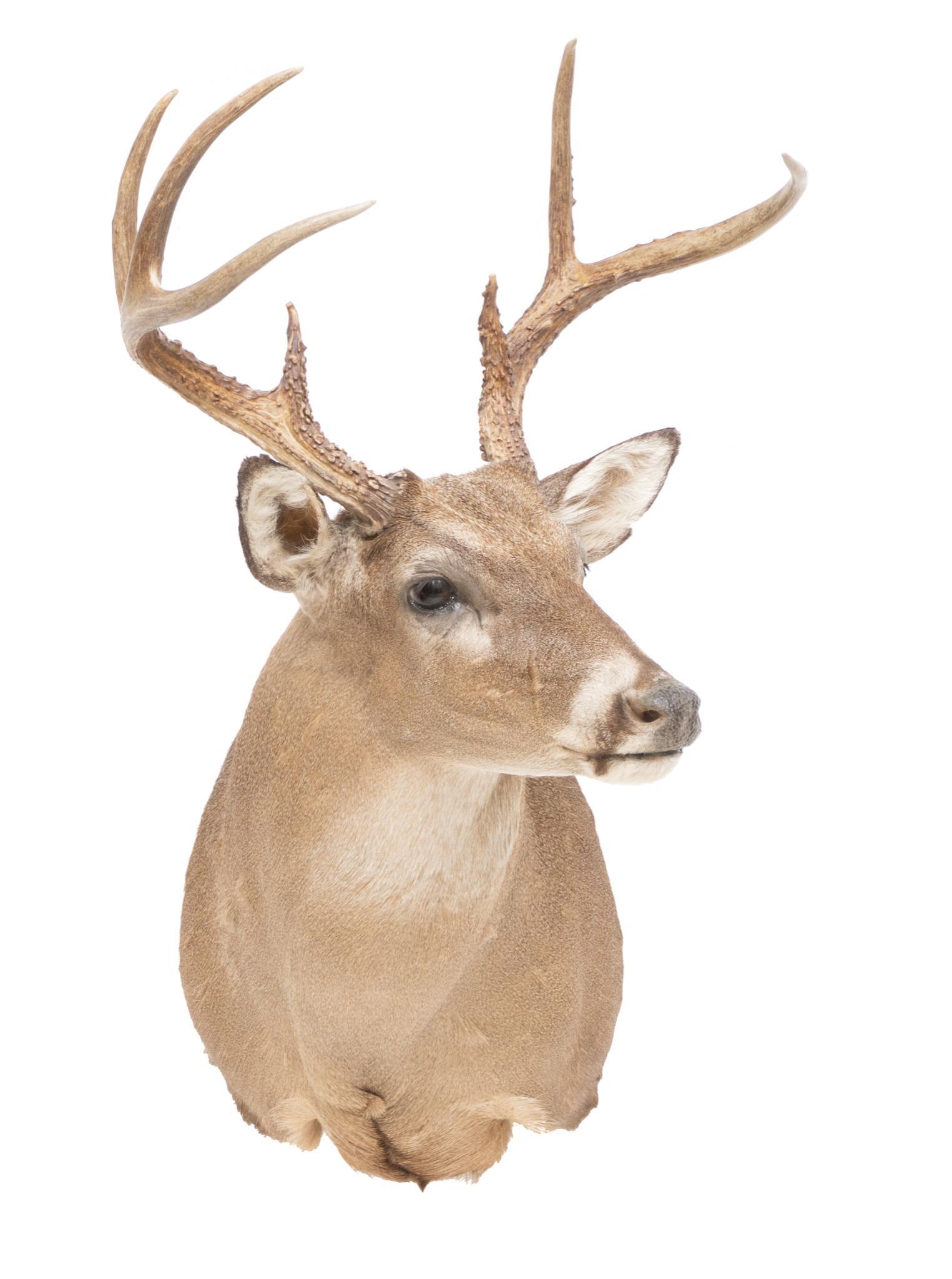 White Tail Deer Shoulder Taxidermy Wall Mount (1 of 3)