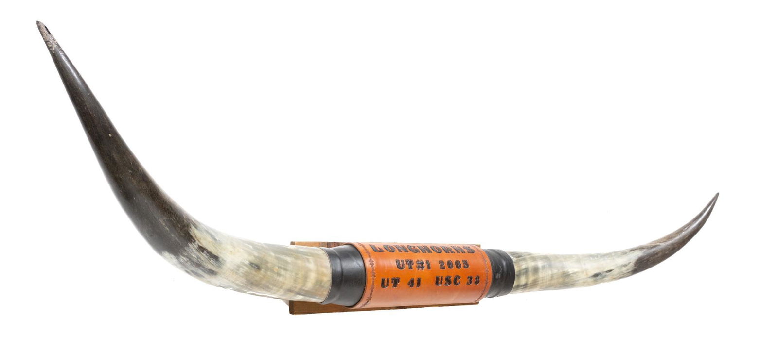 University of Texas Longhorn Taxidermy Mount (1 of 4)