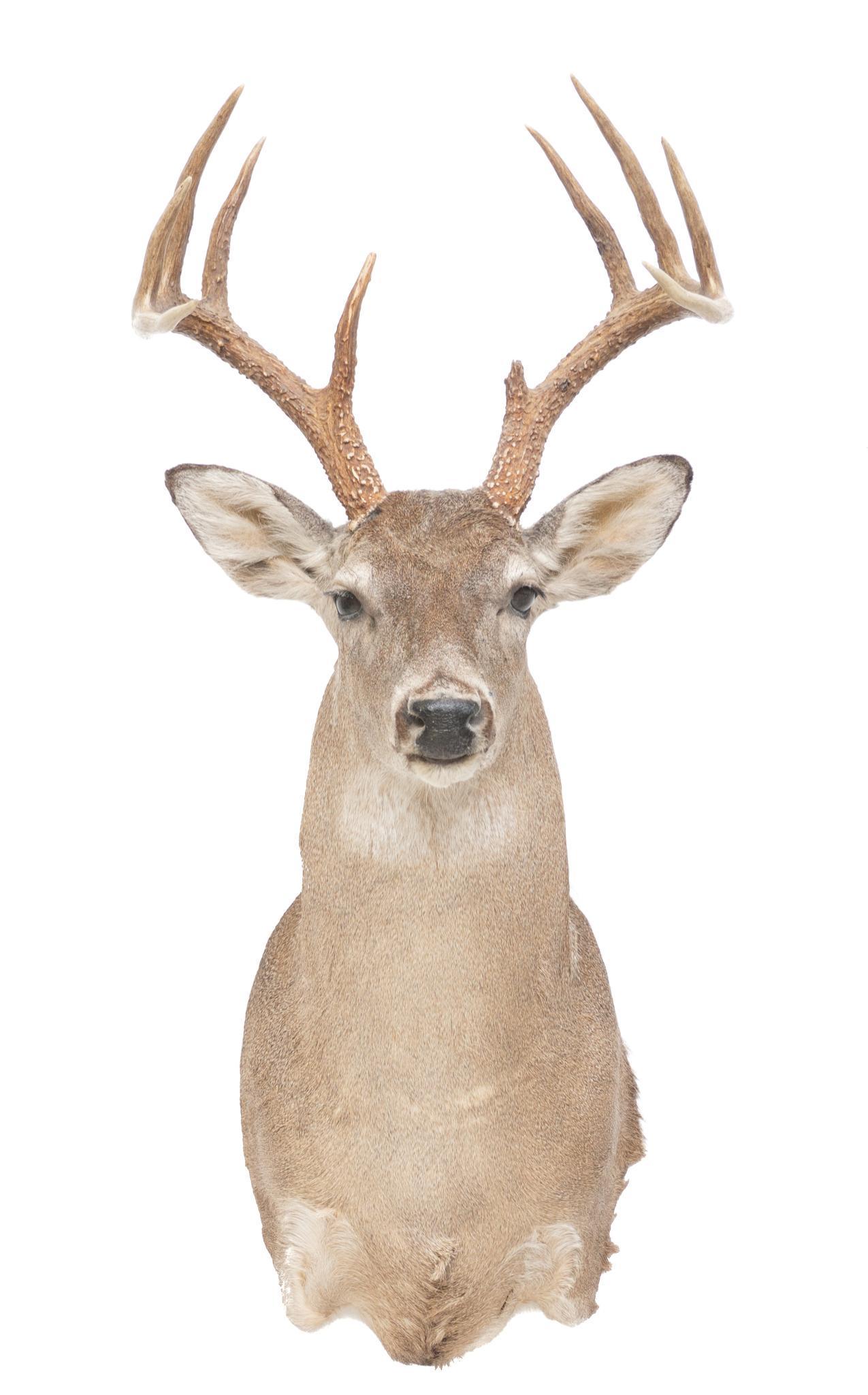 White Tail Deer Shoulder Taxidermy Wall Mount: White tail deer taxidermy wall hanging mount 32"h x 16"w x 18"d Provenance: A San Antonio, TX Estate We happily provide seamless shipping services on everything we sell. Please email us at shipping