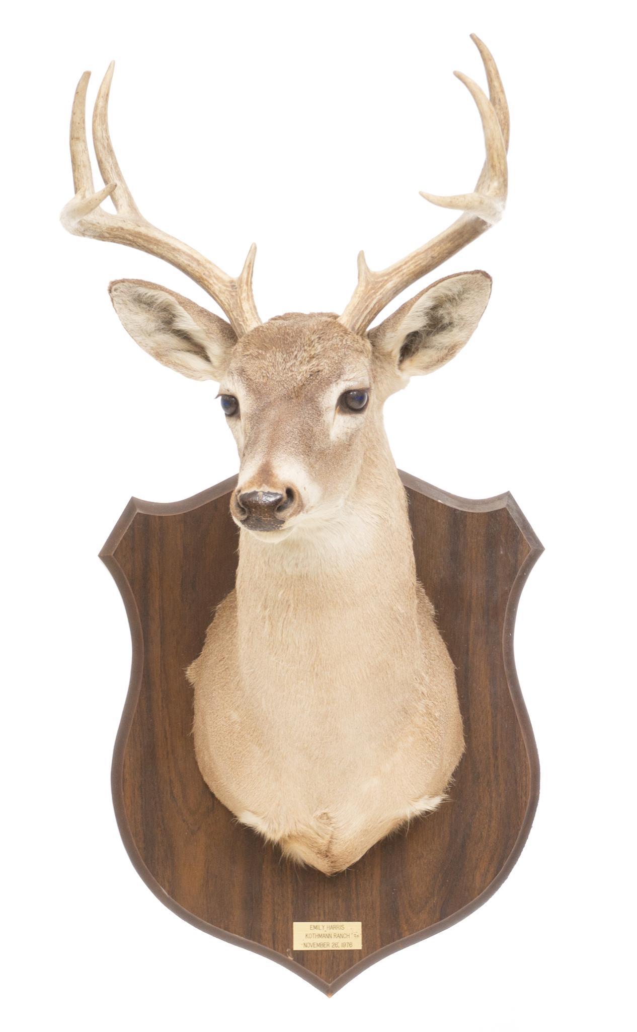 White Tail Deer Shoulder Taxidermy Wall Mount: White tail deer taxidermy wall hanging mount 35"h x 18"w x 22"d Provenance: A Terrell Hills, TX Estate We happily provide seamless shipping services on everything we sell. Please email us at shippi