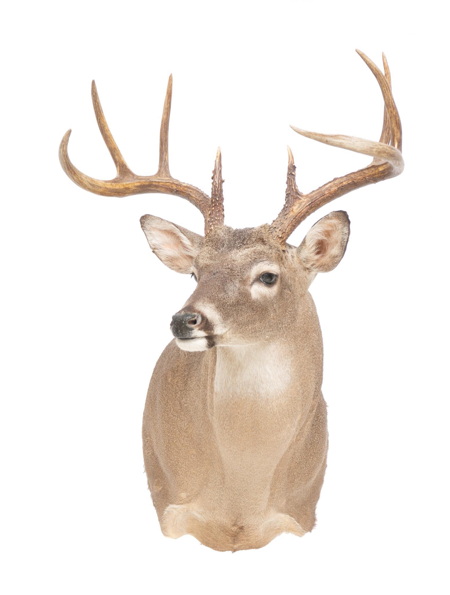 White Tail Deer Shoulder Taxidermy Wall Mount (1 of 3)