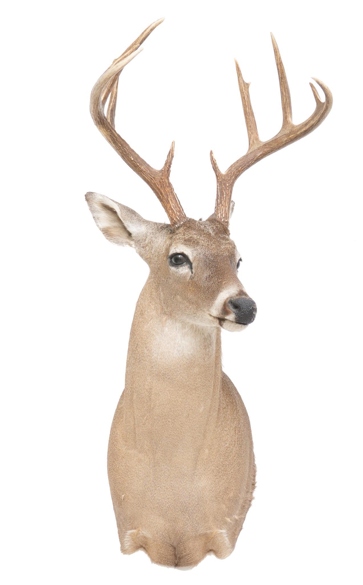 White Tail Deer Shoulder Taxidermy Wall Mount: White tail deer taxidermy wall hanging mount 41"h x 18"w x 18"d Provenance: A San Antonio, TX Estate We happily provide seamless shipping services on everything we sell. Please email us at shipping