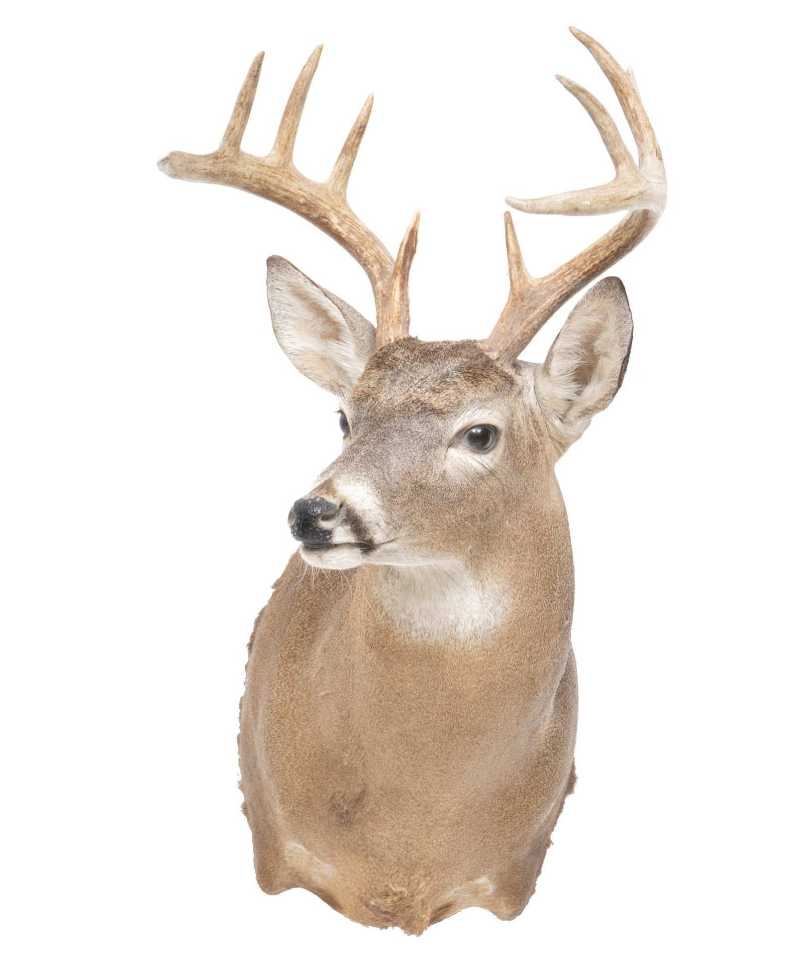 White Tail Deer Shoulder Taxidermy Wall Mount: White tail deer taxidermy wall hanging mount 29"h x 17"w x 23"d Provenance: A San Antonio, TX Estate We happily provide seamless shipping services on everything we sell. Please email us at shipping