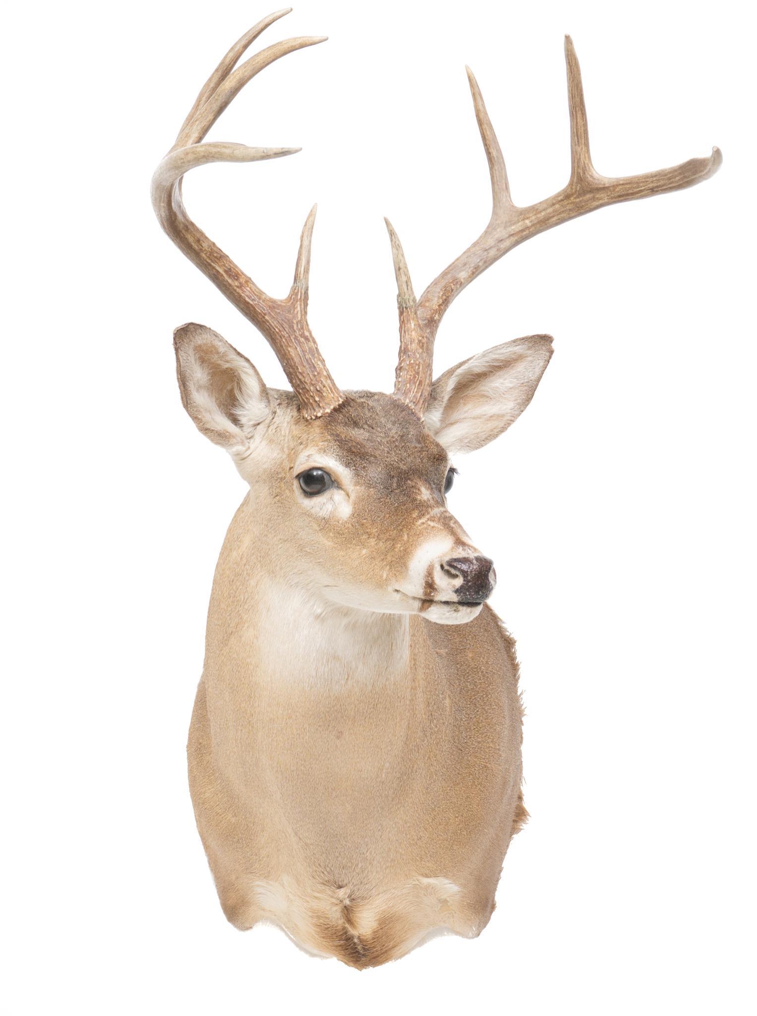 White Tail Deer Shoulder Taxidermy Wall Mount: White tail deer taxidermy wall hanging mount 34"h x 26"w x 20"d Provenance: A San Antonio, TX Estate We happily provide seamless shipping services on everything we sell. Please email us at shipping