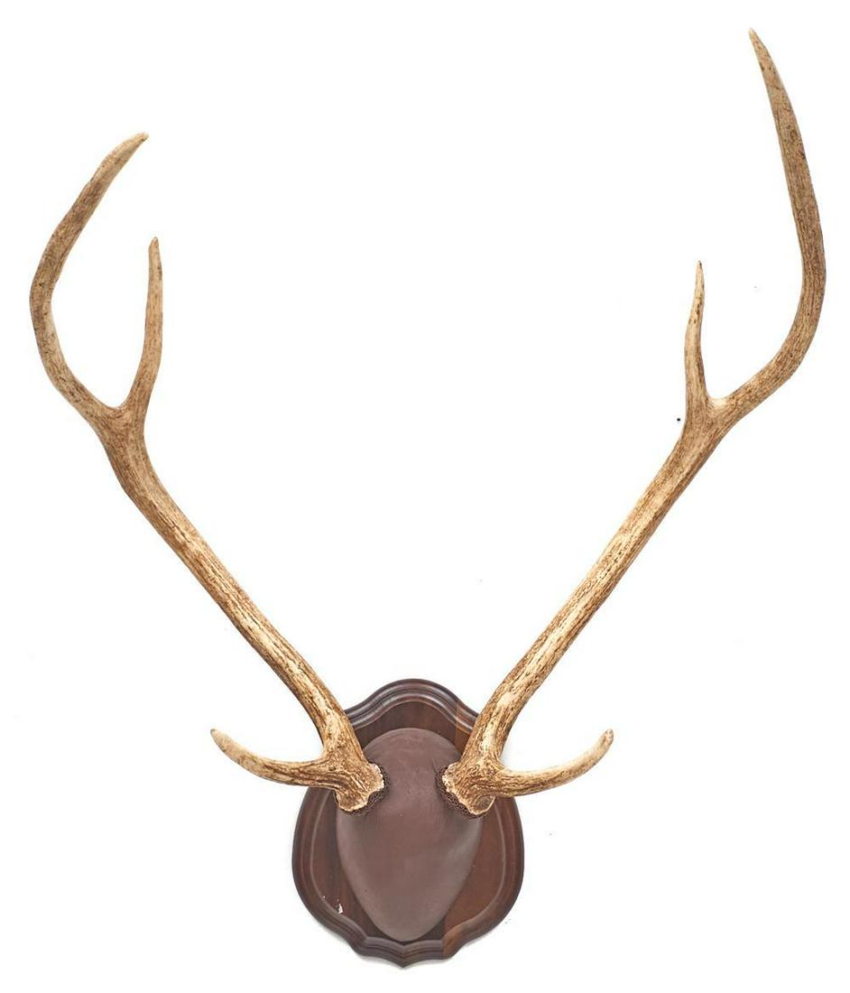 Axis Deer Taxidermy Horn Mount (1 of 2)