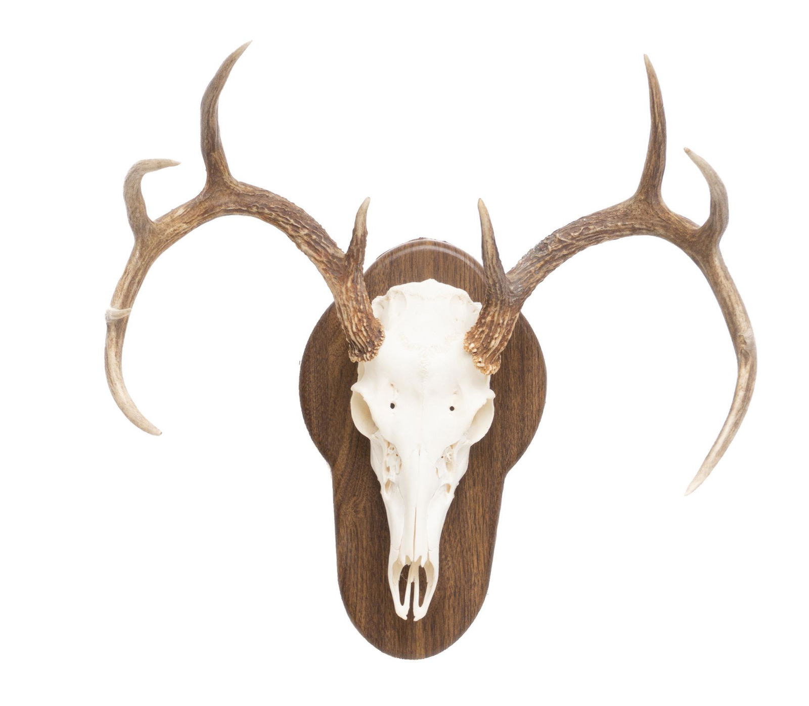White Tail Deer Stull Taxidermy Wall Mount (1 of 3)