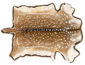 Axis Deer Taxidermy Hide Rug