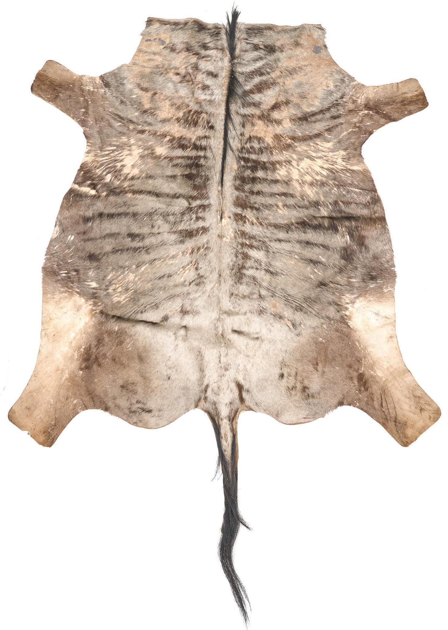 Wildebeest Taxidermy Hide (1 of 4)
