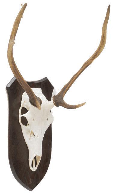 Sika Skull Taxidermy Wall Mount (1 of 3)