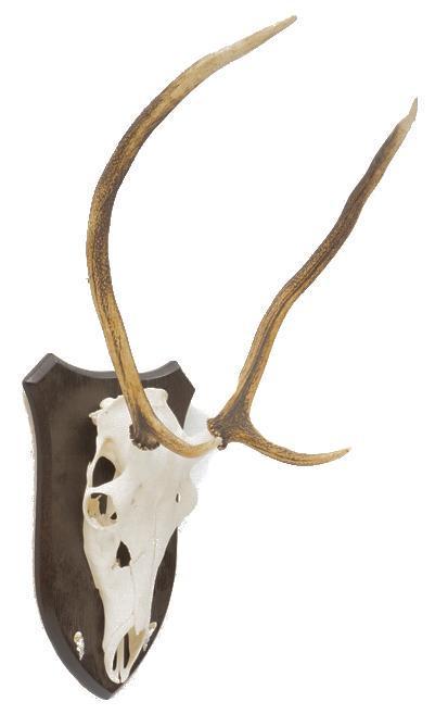 Sika Skull Taxidermy Wall Mount (1 of 3)