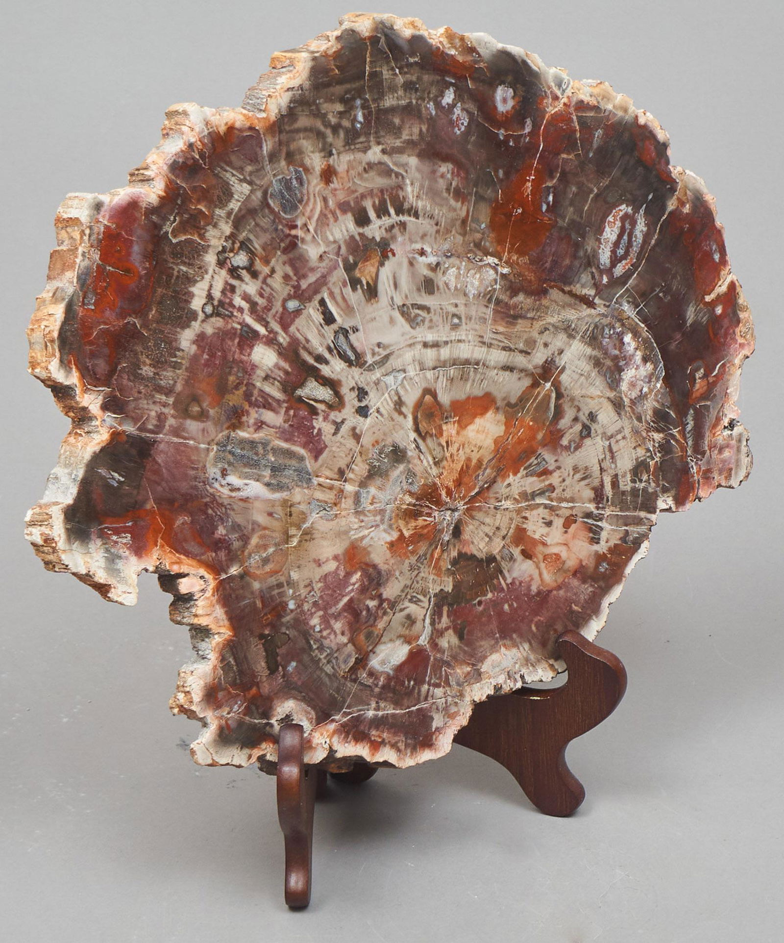 Flat Petrified Tree Ring (1 of 3)
