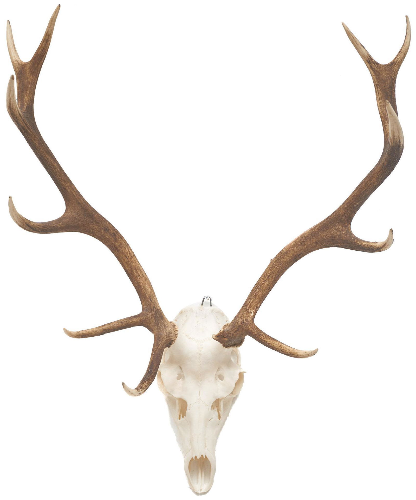 Large Vintage Elk Skull Taxidermy Wall Mount (1 of 4)