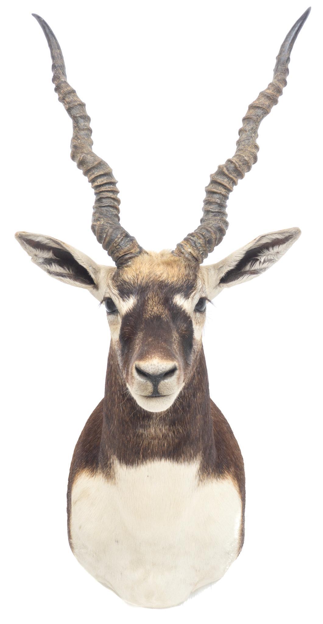 Vintage Black Buck Taxidermy Wall Mount (1 of 6)