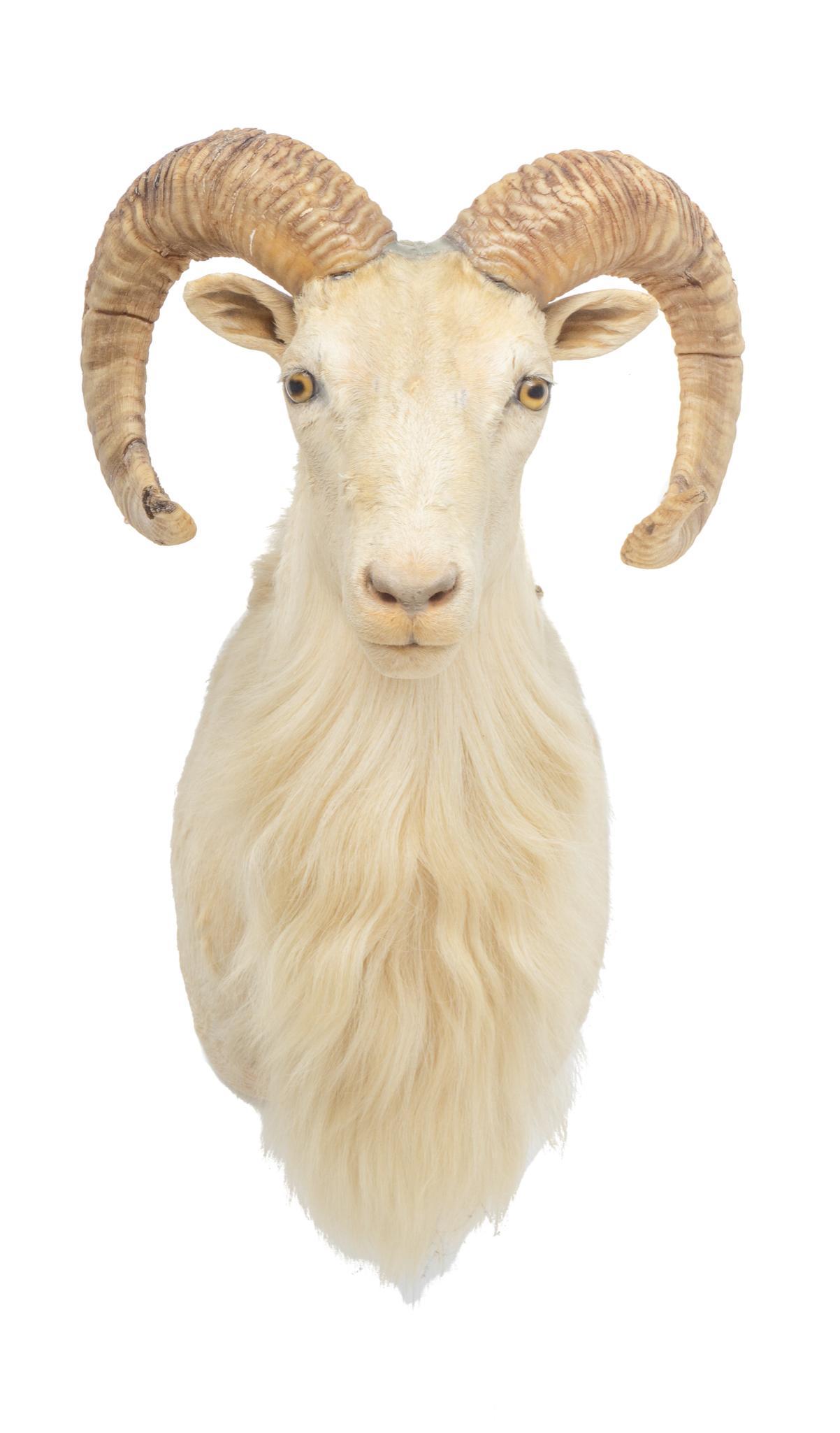 Vintage Mountain Goat Taxidermy Wall Mount: Mountain goat shoulder mount taxidermy wall hanging display 23"h x 14"w x 17.5"d Provenance: A Shavano Park, TX Collection We happily provide seamless shipping services on everything we sell. Pleas