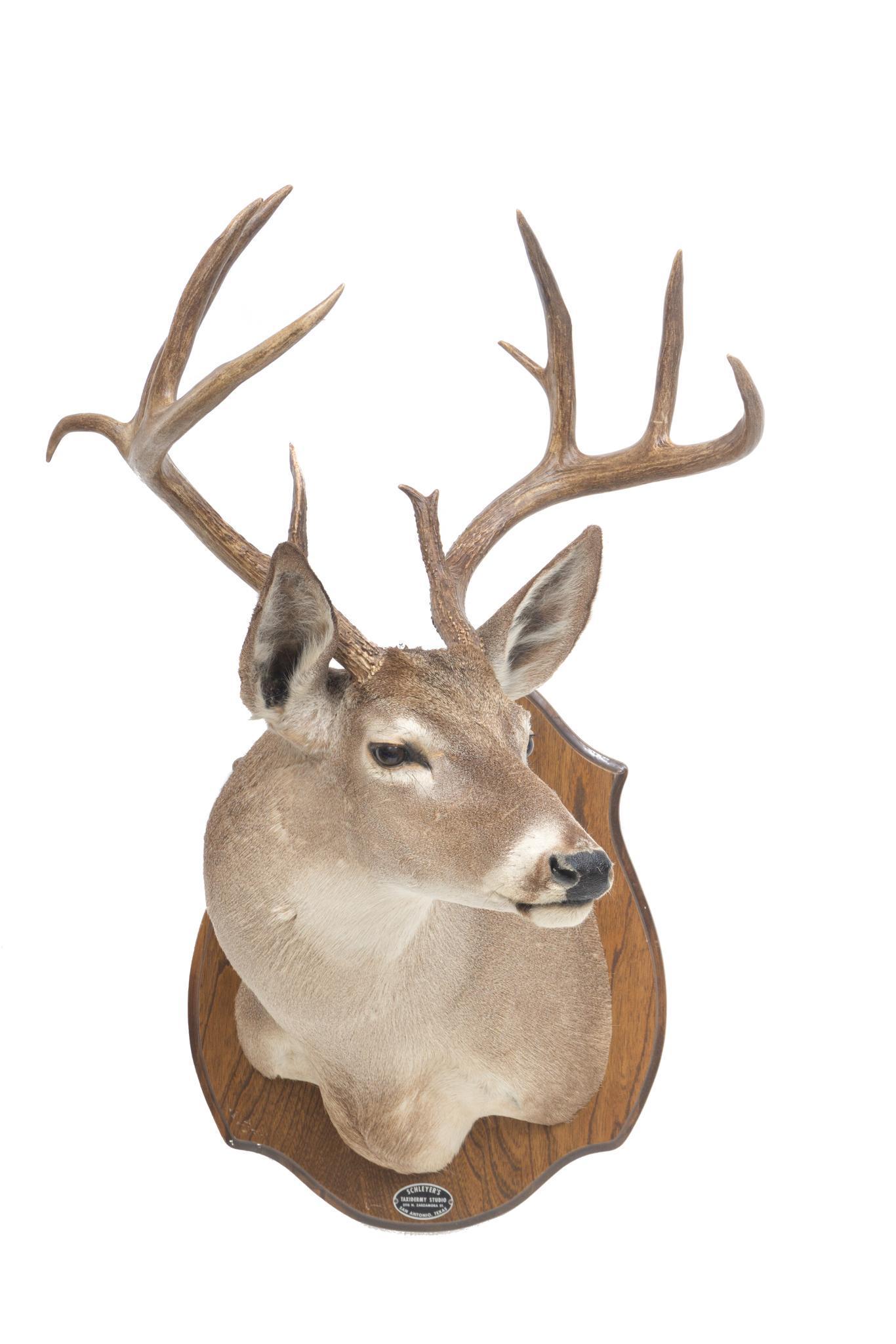 Vintage White Tail Taxidermy Wall Mount (1 of 5)