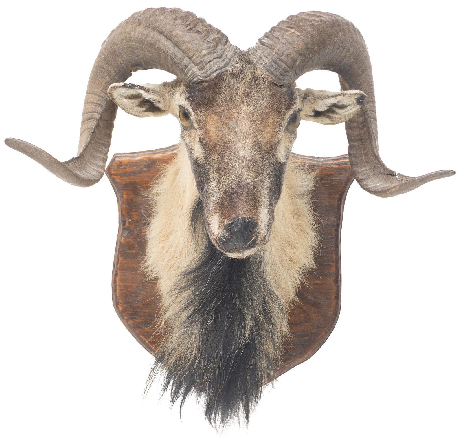 Vintage Ram Taxidermy Wall Mount (1 of 5)