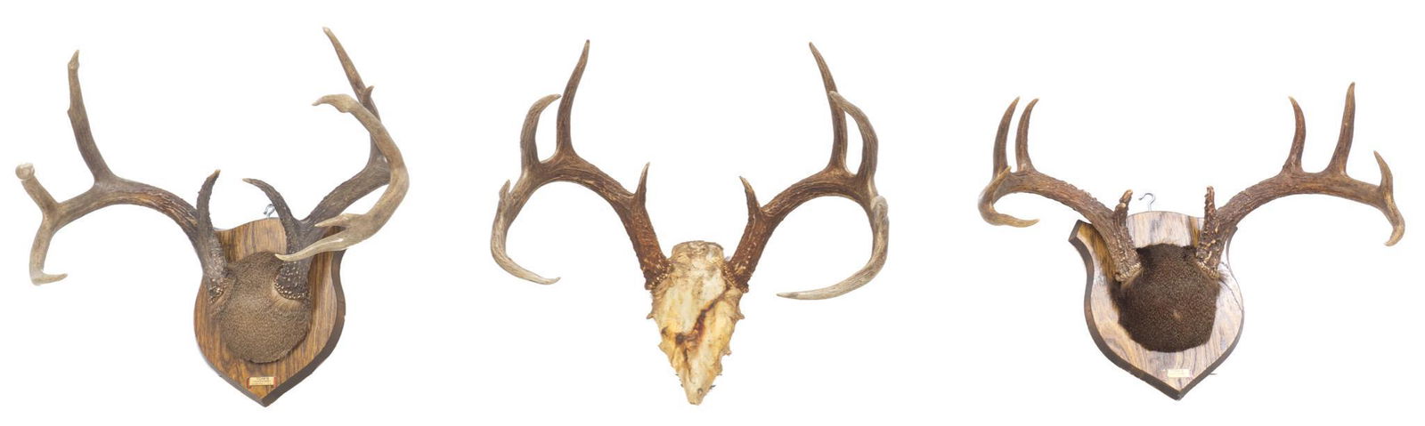 Set of 3 Vintage Deer Horn Mounts (1 of 10)