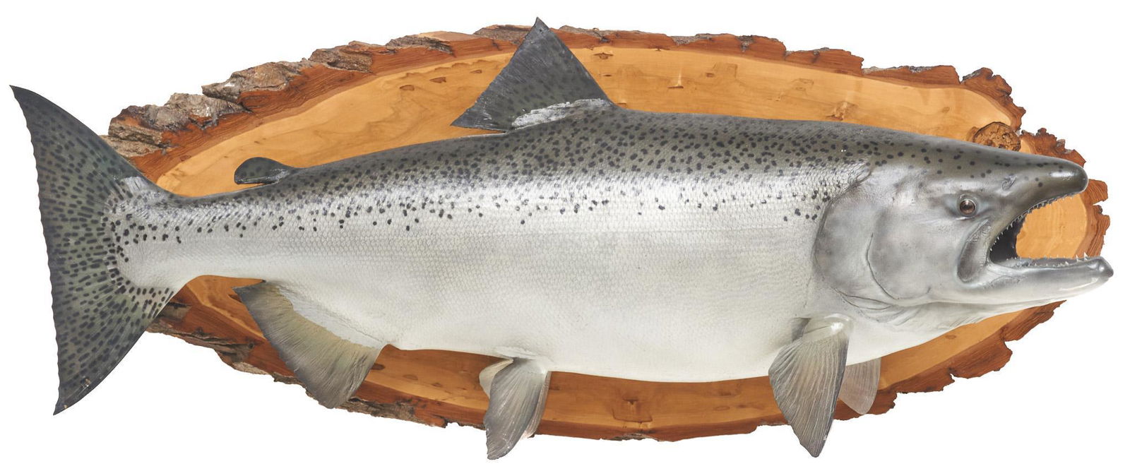 Vintage Salmon Fish Taxidermy Wall Mount (1 of 4)