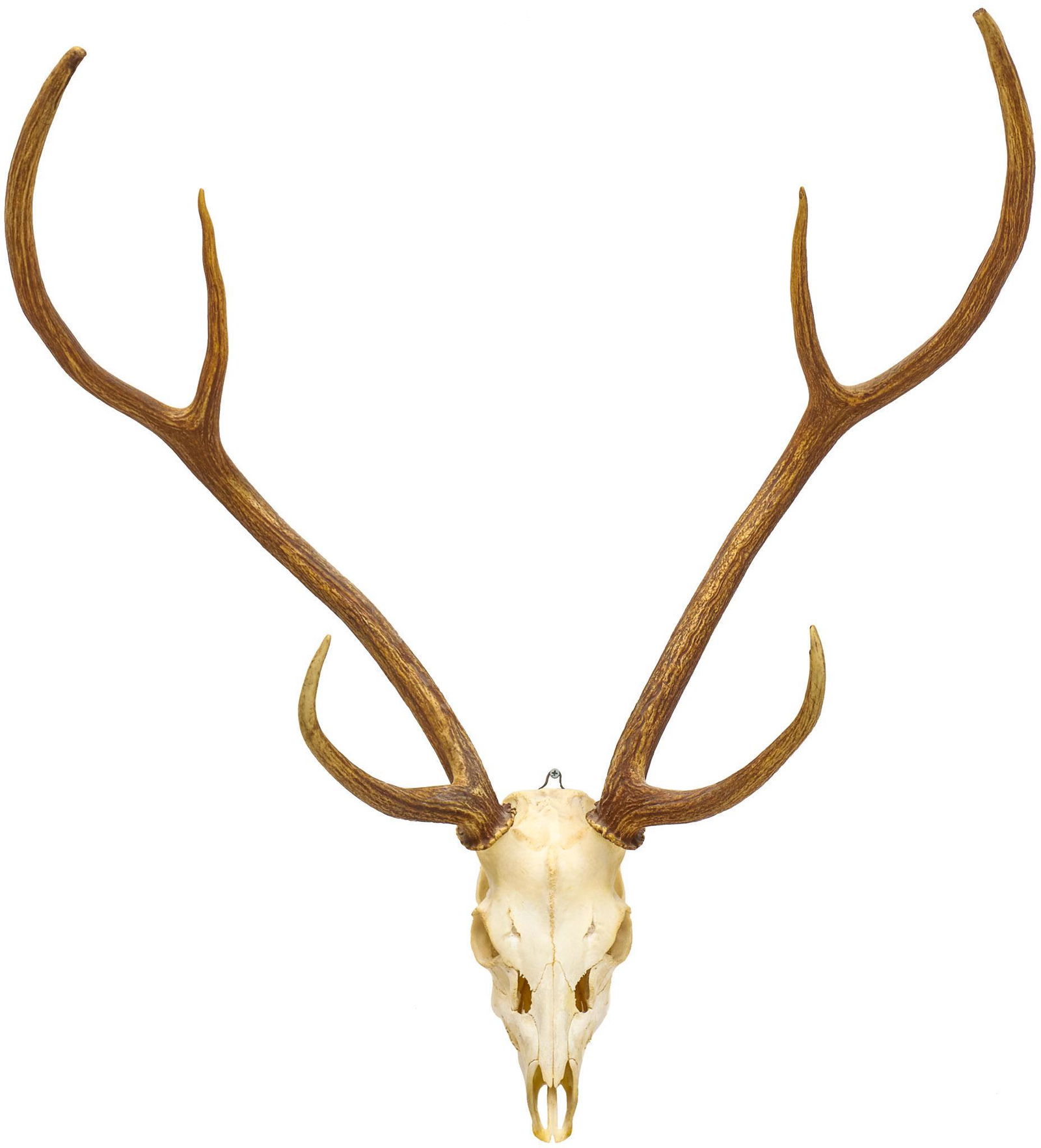 Vintage Elk Taxidermy Skull Mount (1 of 5)