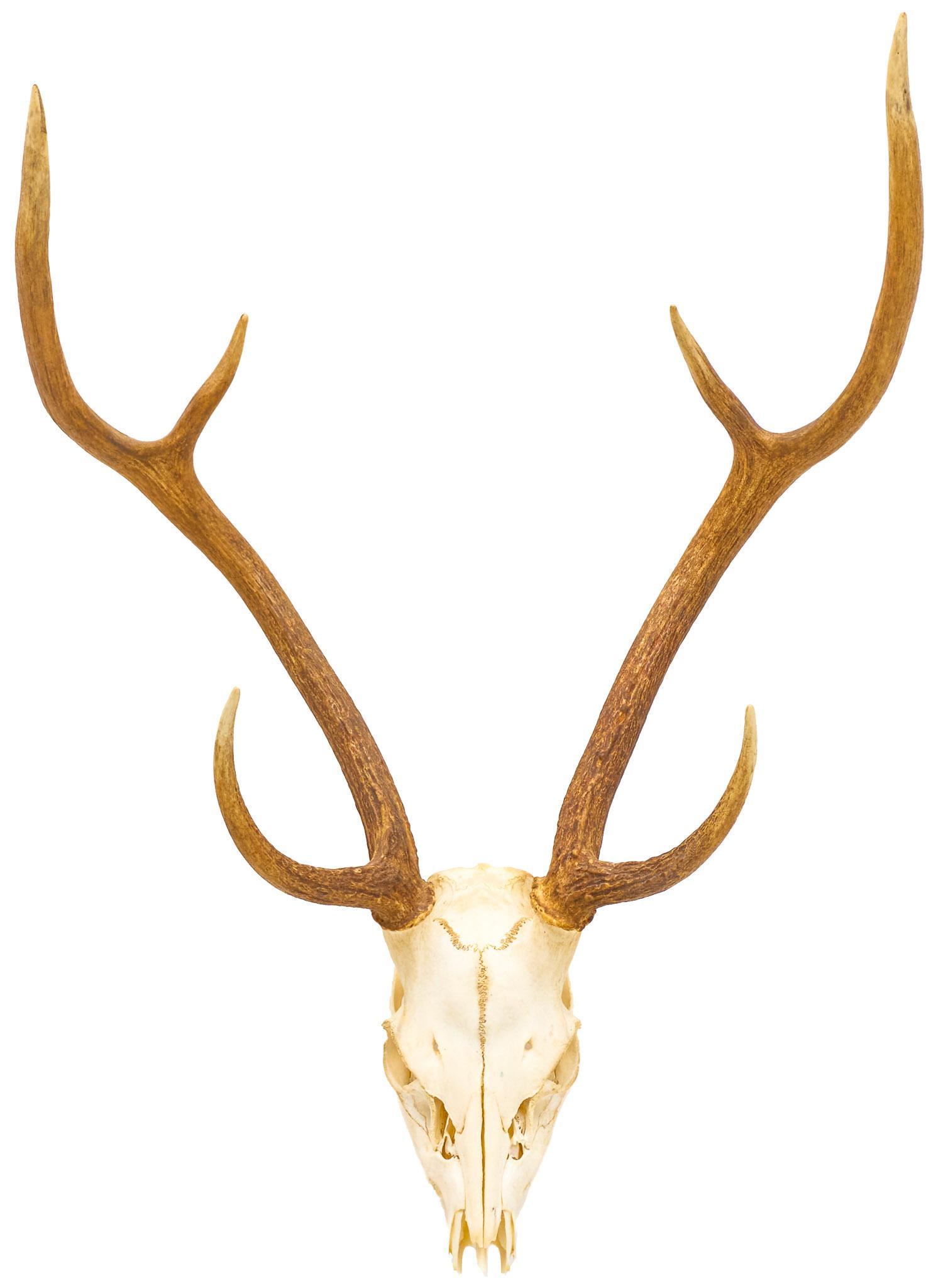 Vintage Elk Taxidermy Skull Mount (1 of 5)