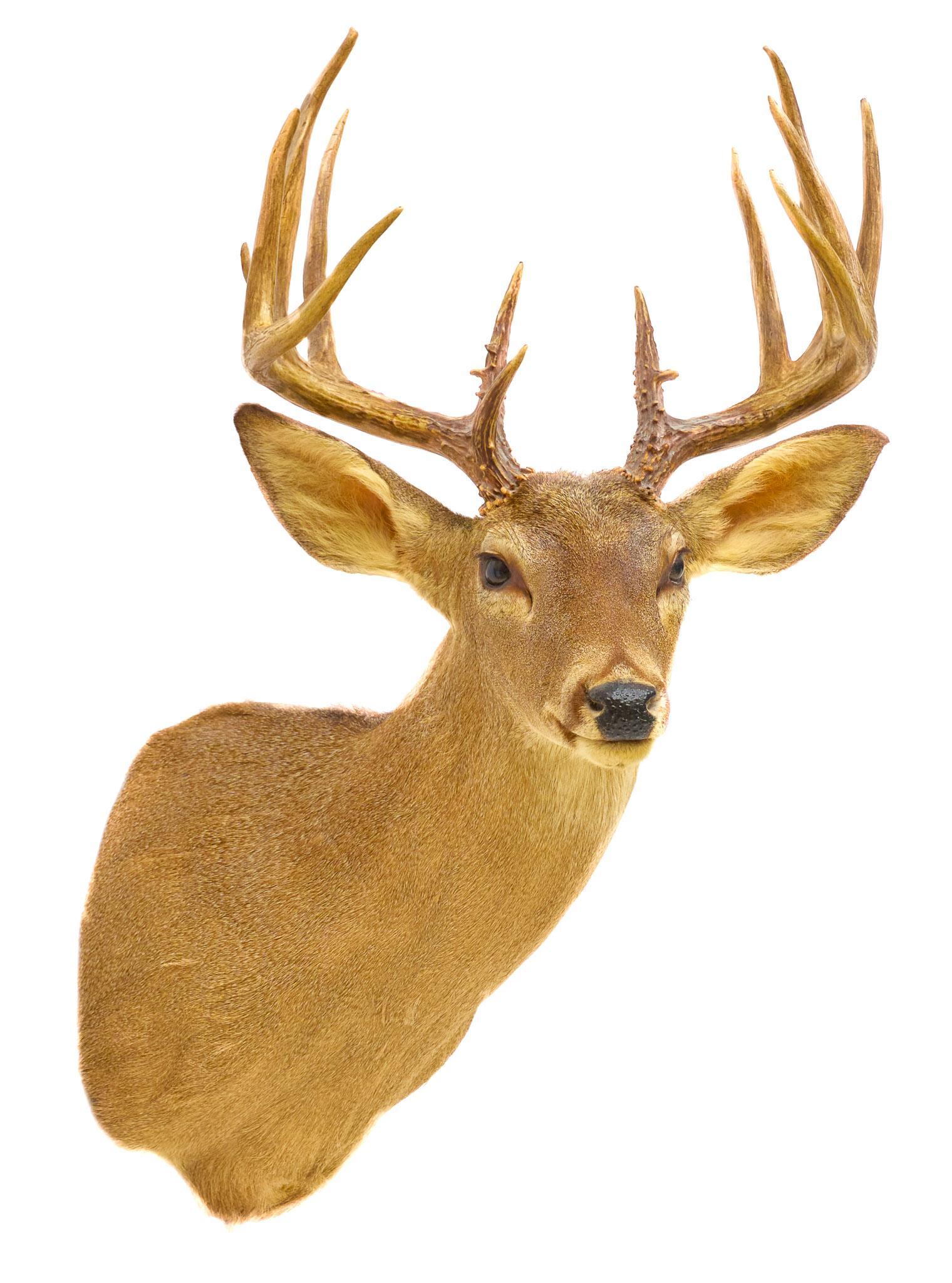 Vintage Atypical White Tail Deer Taxidermy Wall Mount (1 of 5)