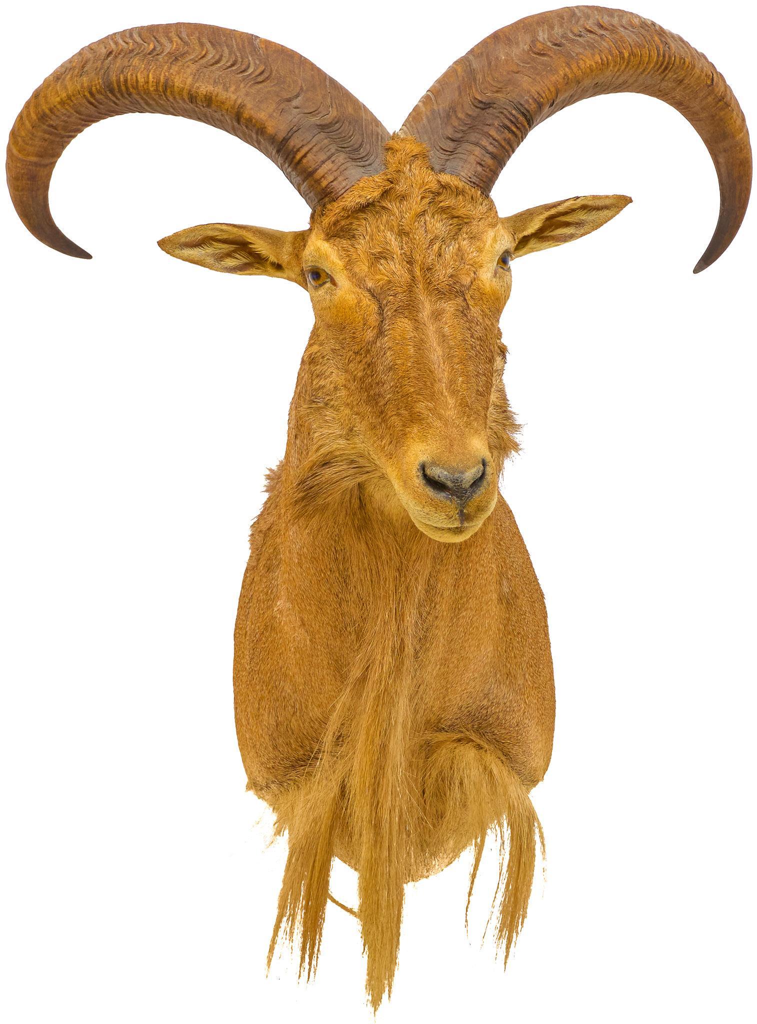 Vintage Ram Taxidermy Wall Mount (1 of 5)