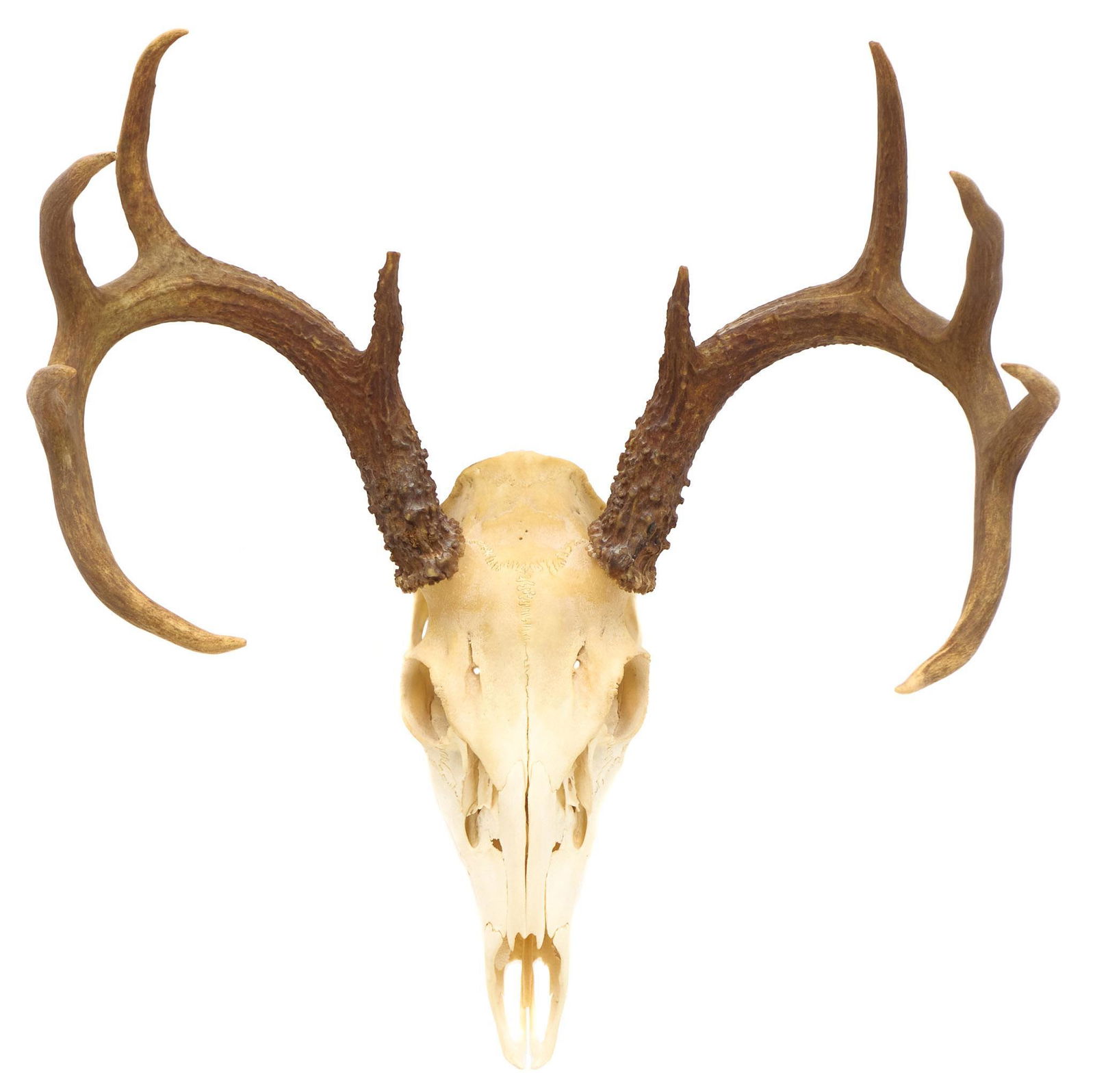 Vintage Deer Taxidermy Horn Mount (1 of 5)